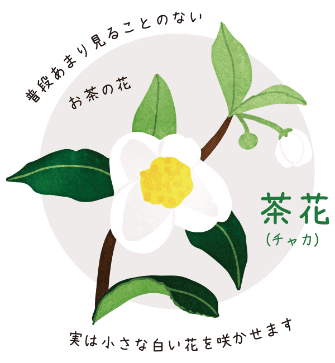 お茶の花のイラストの上に「茶花（チャカ）」の文章と、「普段はあまり見ることのないお茶の花。実は小さな白い花を咲かせます」の文章。