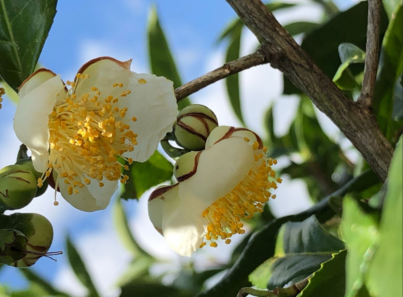 茶花乾燥エキスIC