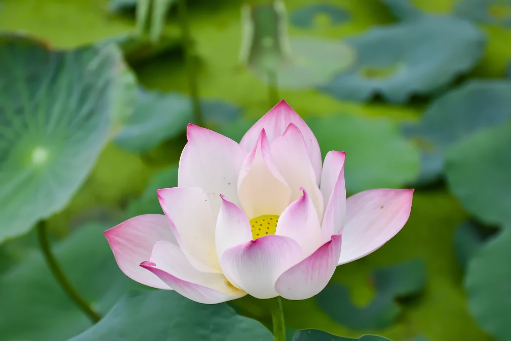 ハスの花エキス