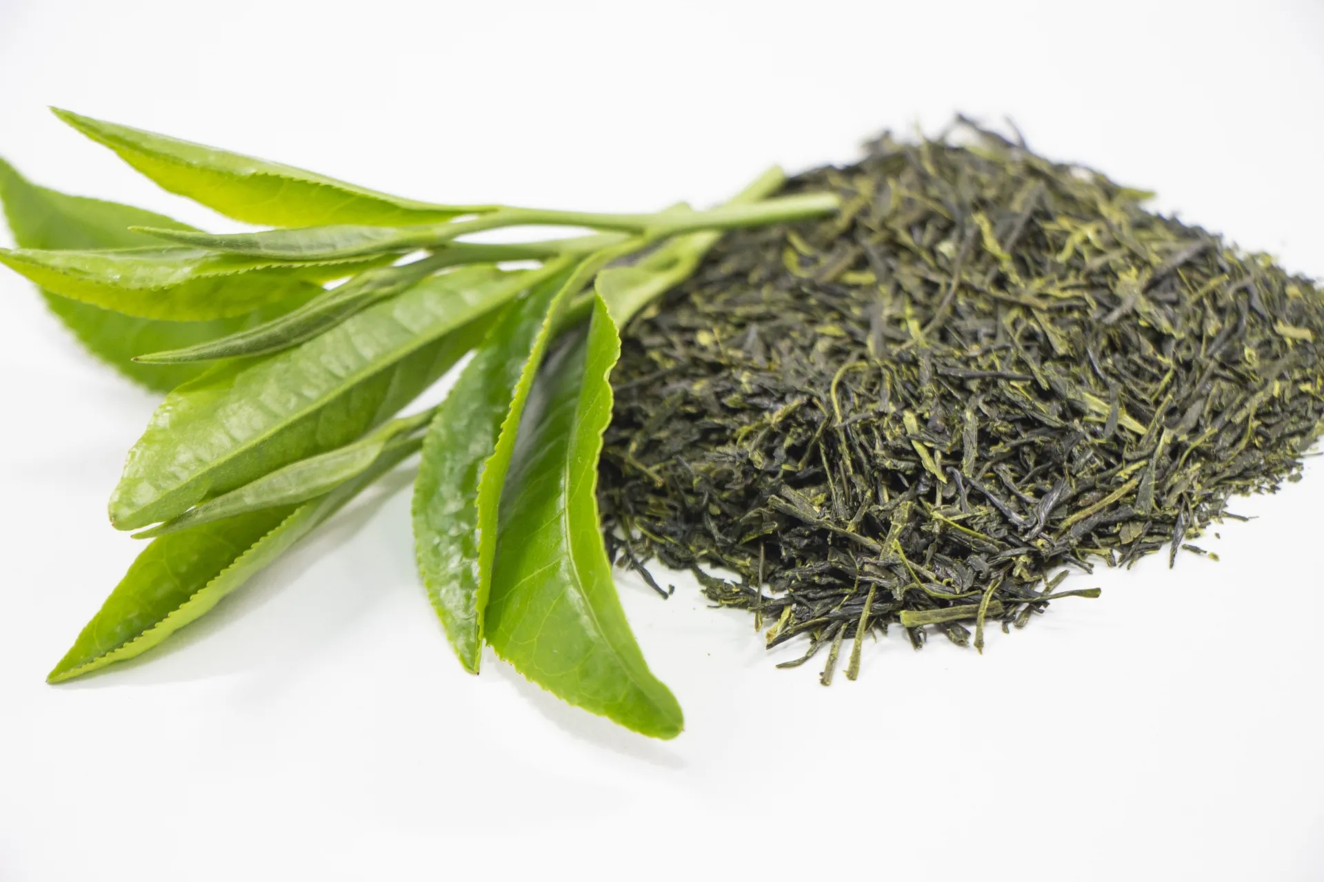 緑茶抽出物（GREEN TEA PE）